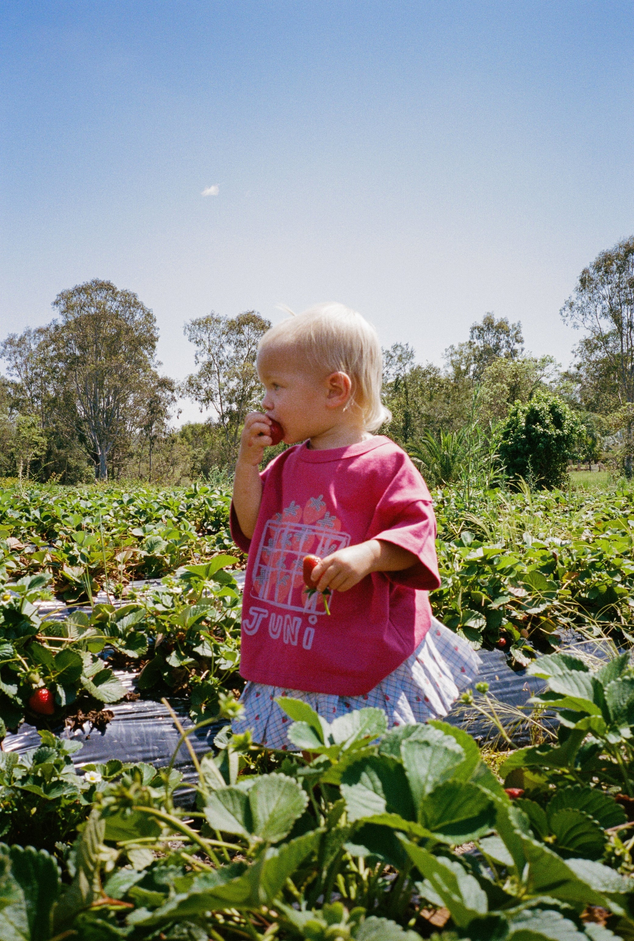 Juni Punnet Tee | Berry